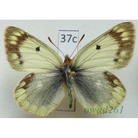 Colias montium Oberthür, 1886 China37c